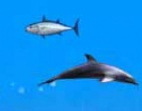 Dolphin - Позитивная игра. Дельфинчик набирает скорость, чтобы перепрыгнуть через кольца и получить бонусные очки. Он должен избегать других дельфинов и акул, не врезаться в них. Чтобы пополнять запас энергии, нужно съедать маленьких рыбок. Управление стрелками клавиатуры и пробелом.