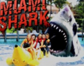 Miami Shark - Докажите, что вы - самая сильная и жестокая акула в океане. Прыгайте на лодки, кусайте пловцов и животных. Ваш гнев пройдет, когда вы снесете все на своем пути. Используйте стрелки или W, А, S, D. Для укуса жмите V, CTRL или X. Глубоко ныряйте, чтобы затем сделать прыжок.