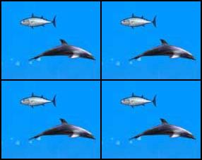 Help Dolphin swim as far as she can before her energy runs out. Dolphin will jump if you press UP while near the surface and she is swimming fast enough. Leap through the hoops for points. Eat fish for more energy. Jumping through the air uses no energy. Sharks will slow dolphin and sap her energy. Good Luck!